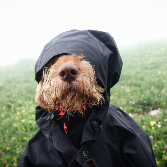 Why Is My Dog Stiff in Cold, Damp Weather?