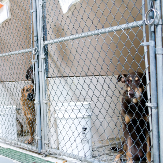 Kennel Cough Season: Caring for a Coughing Dog Naturally
