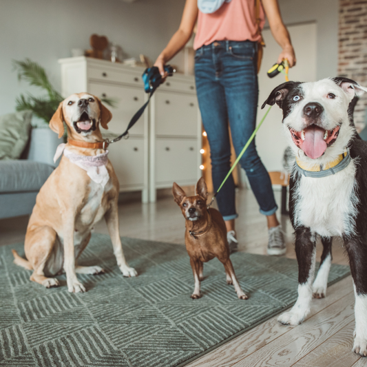 Kennels, Sitters and Christmas: Helping Your Dog Settle While You're Away