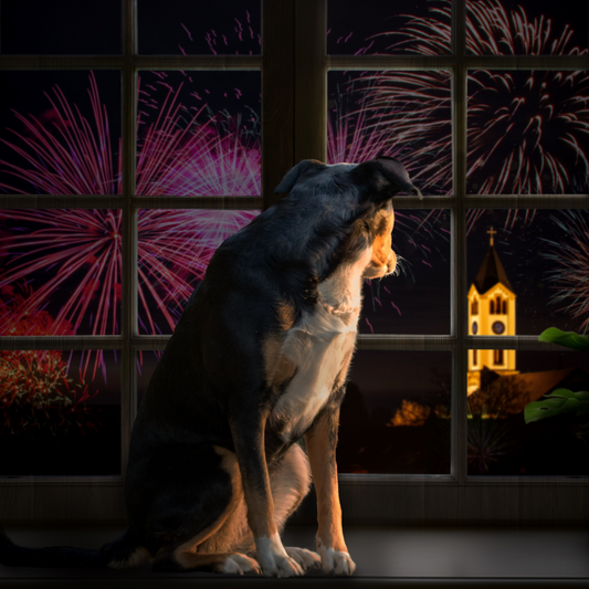 Fireworks and Your Dog: A Gentle Plan to Start Before Bonfire Night