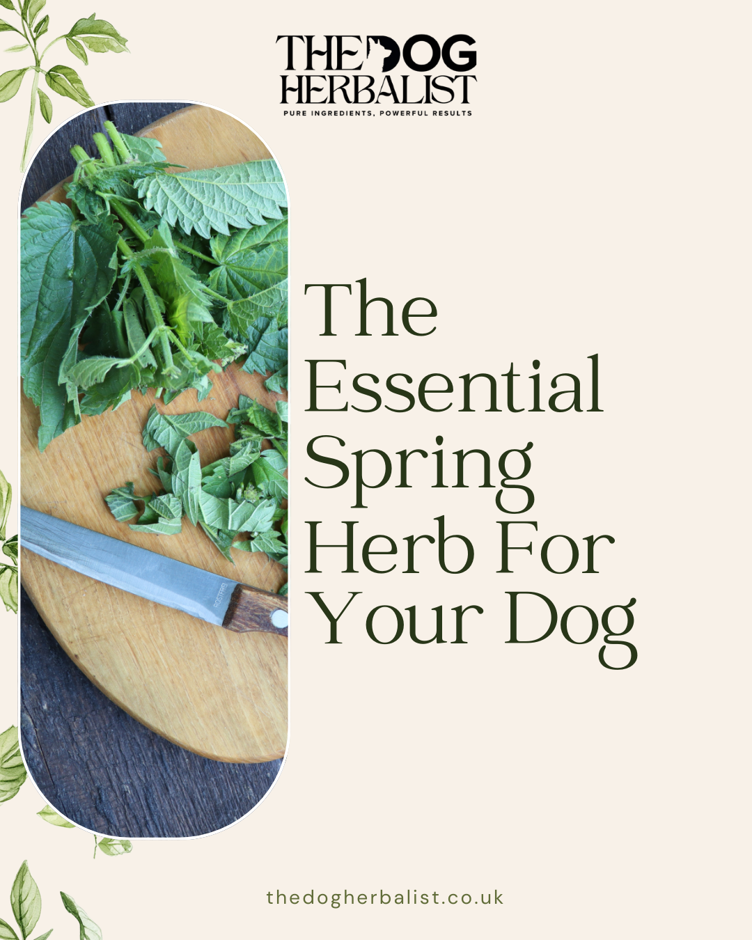 Nettle: A Natural Remedy for Your Dogs Allergies