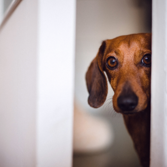 Nurturing the Sensitive Soul: A Holistic Approach to Canine Anxiety