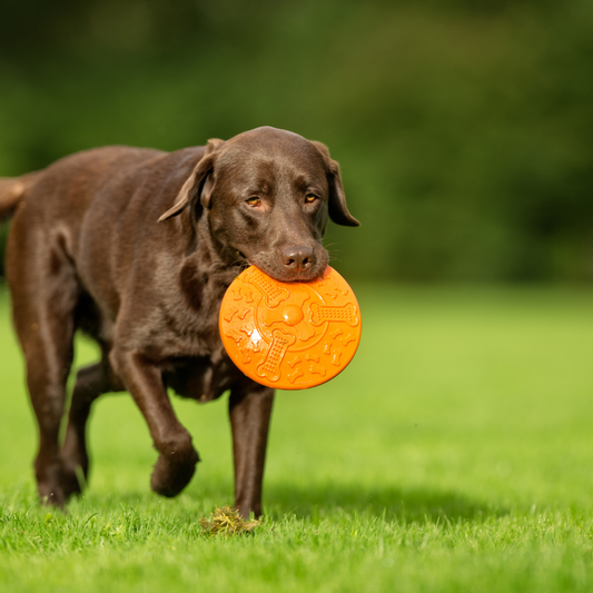 Nurturing the Stride: A Botanical Guide to Canine Joint Wellness
