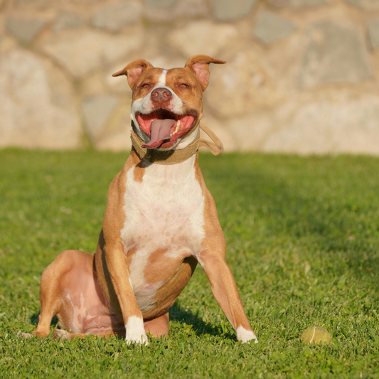 Gut Microbiome and Herbal Healing for Dogs Guide