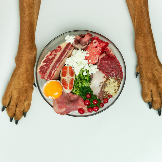 Introduction to Herbal Diet and Nutrition Planning for Dogs