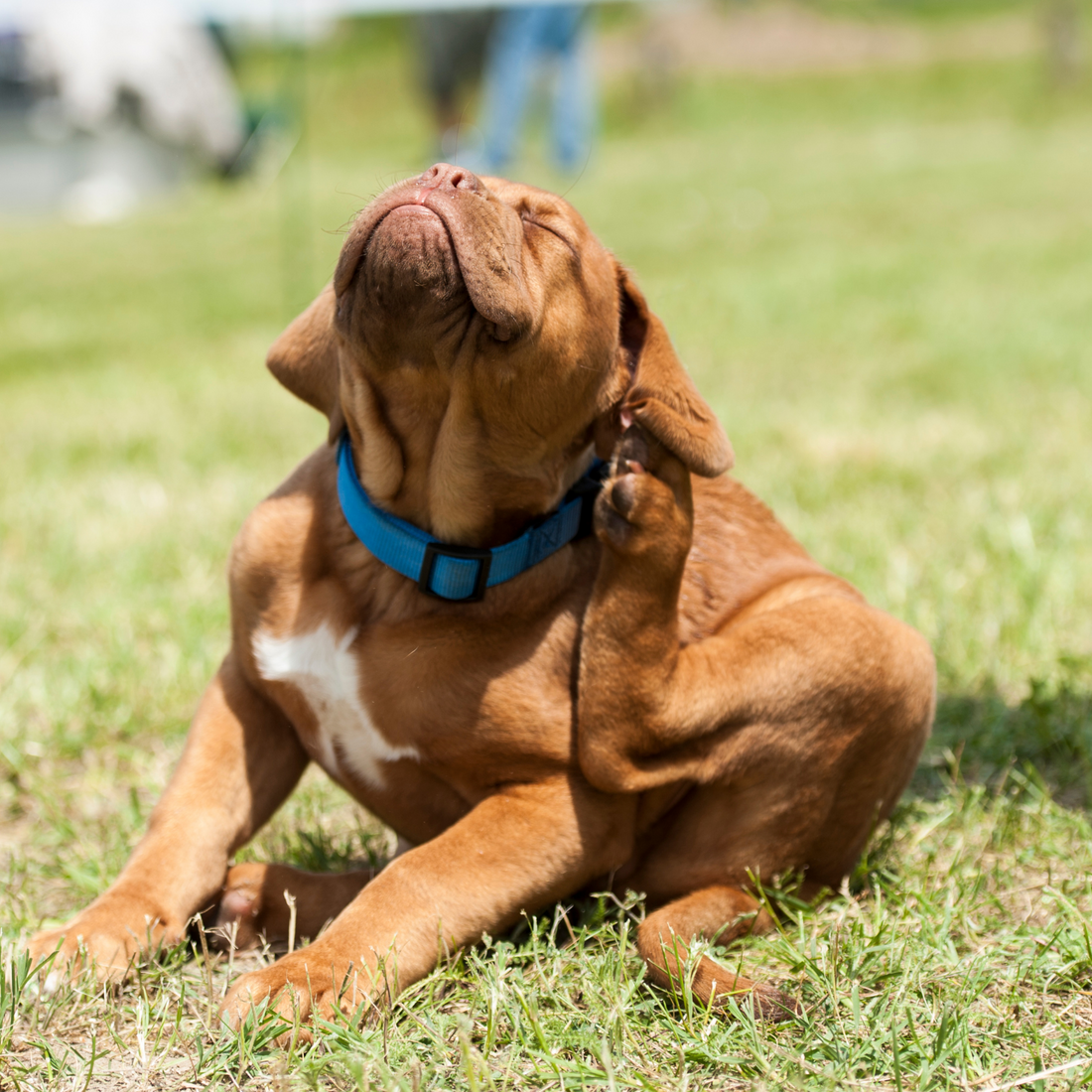 Natural Relief for Dog Skin Allergies: A Gentle, Herbal Approach