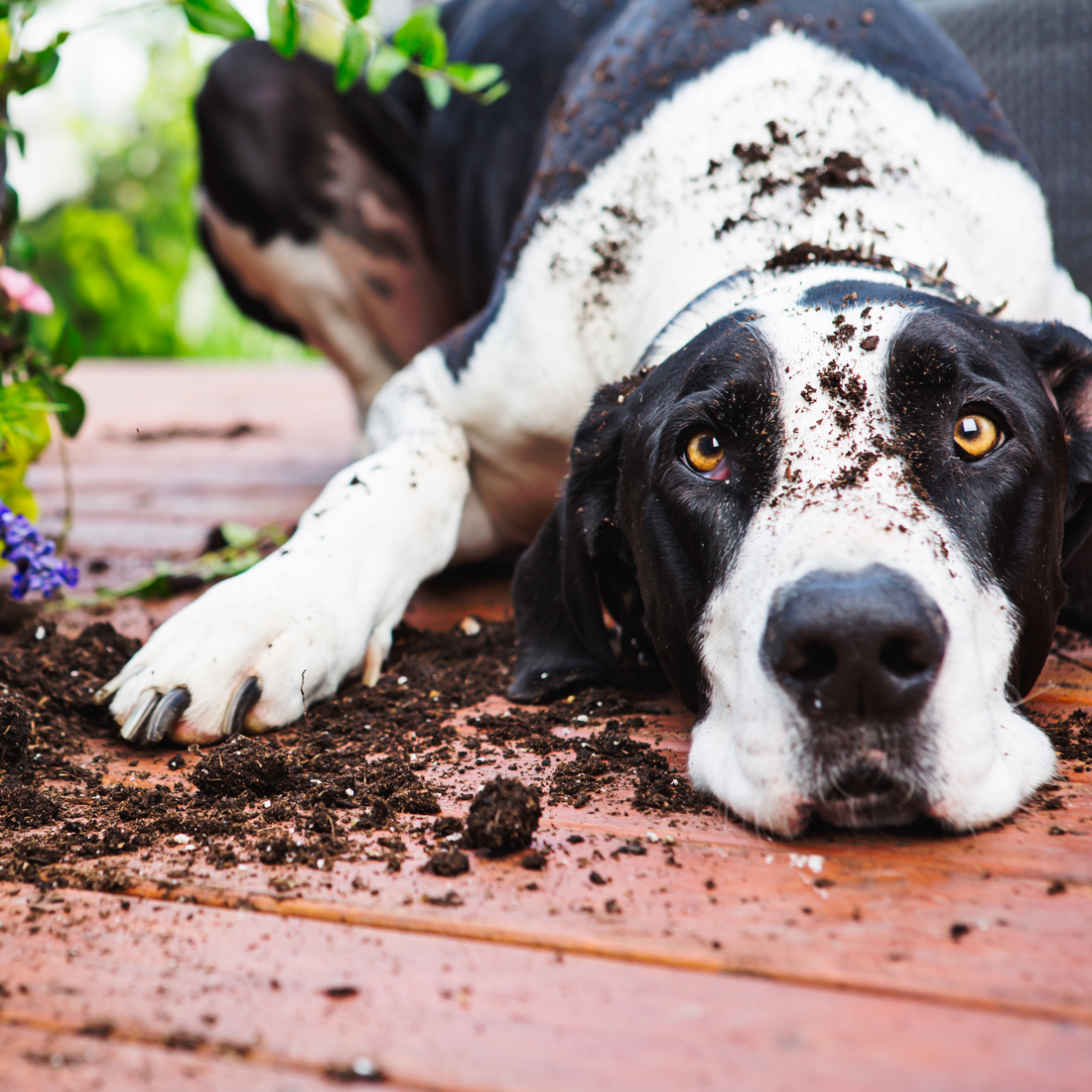 Herbal Sensory Gardens: Enriching Your Dog’s Environment Naturally