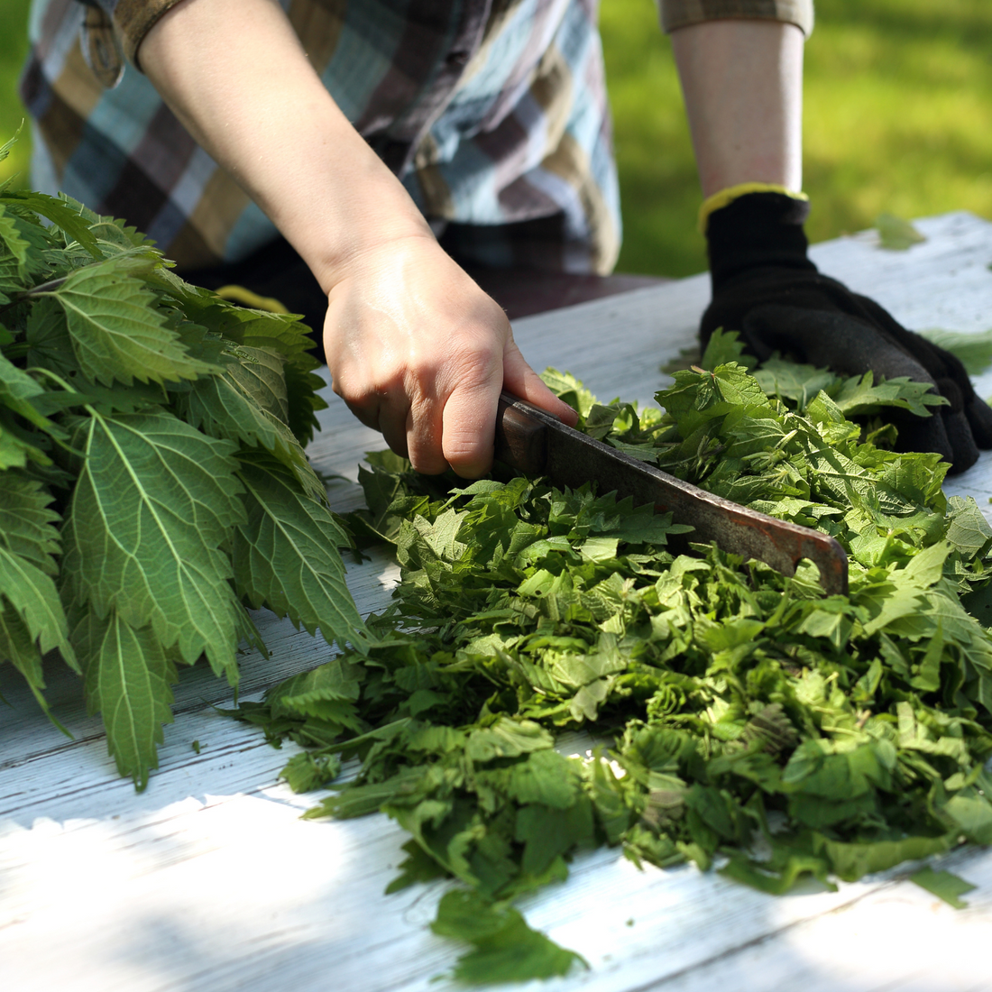 Nettle: A Natural Remedy for Your Dogs Allergies