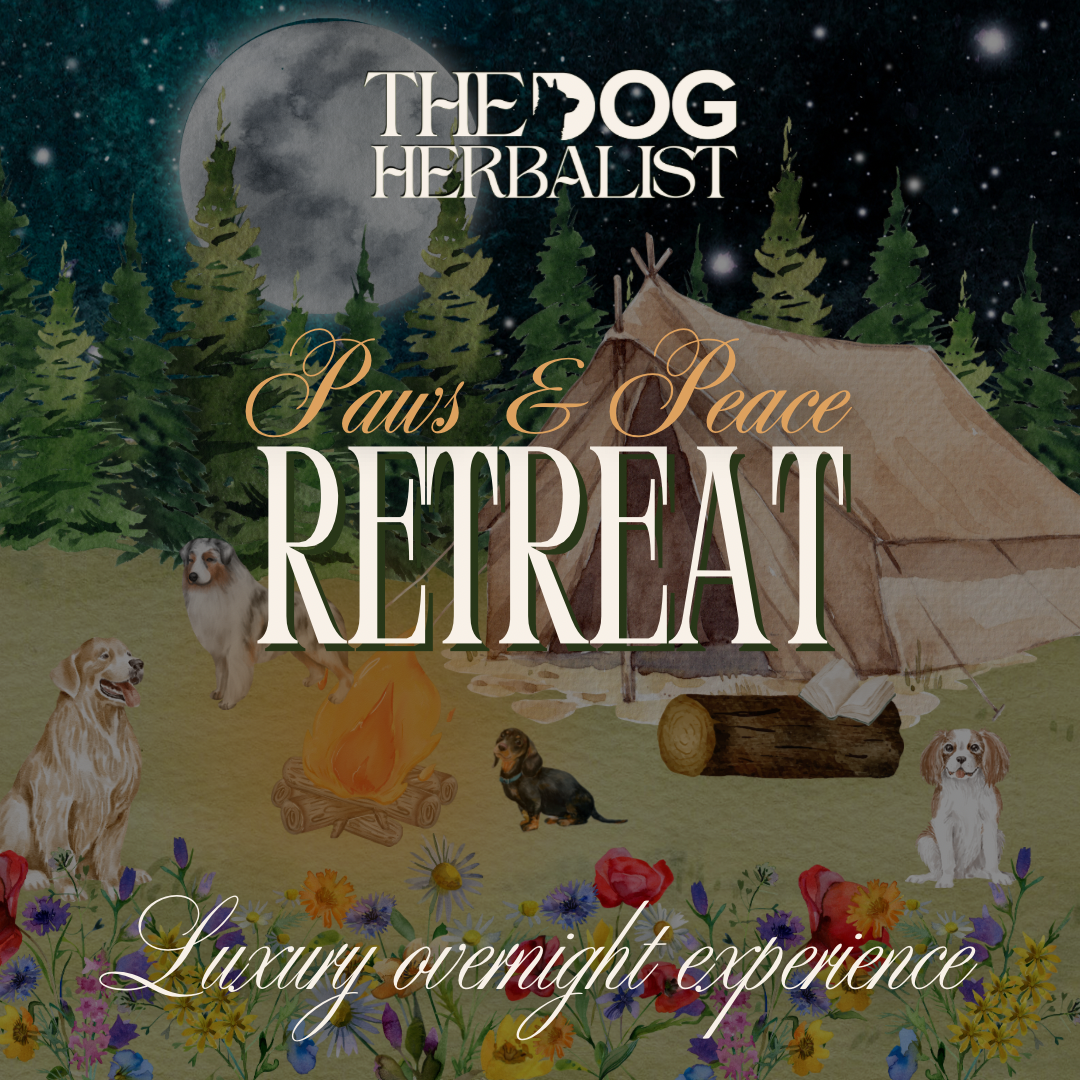 Paws & Peace Retreat | Holistic Dog Event