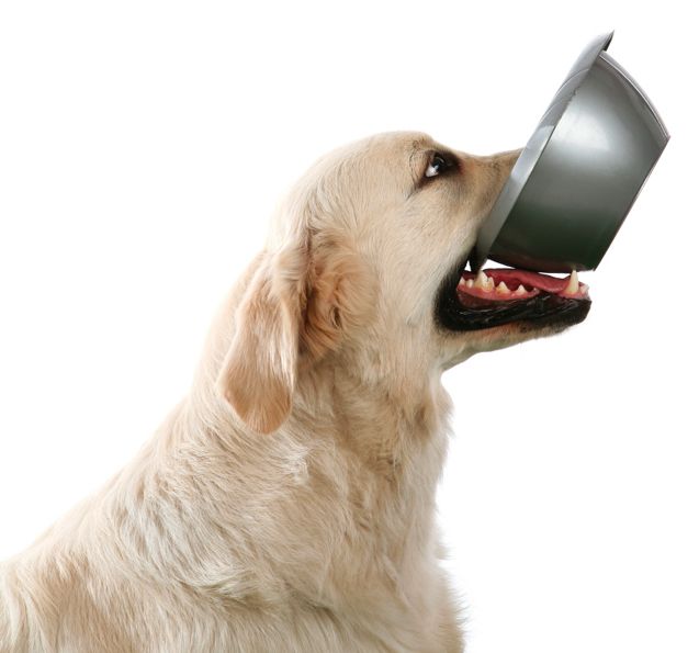 Dog  with feeding bowl